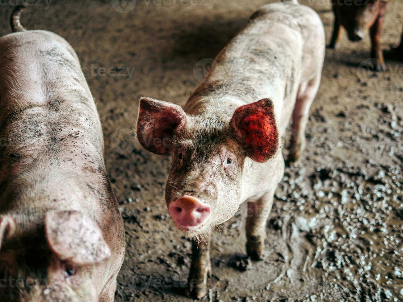 Breeder pig with dirty body, Close-up of Pig's body.Big pig on a farm in a pigsty, young big domestic pig at animal farm indoors photo