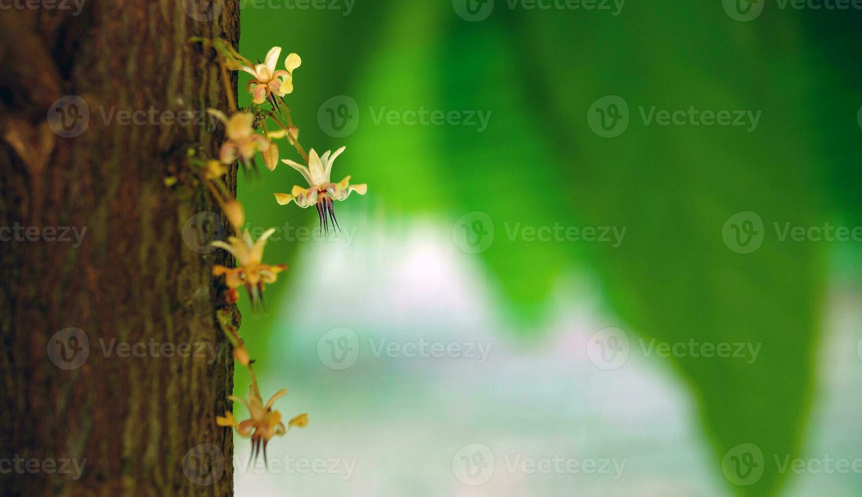 Cocoa flowers Theobroma cacao on growing tree trunk,Cacao flowers and fruits on cocoa tree  for the manufacture of chocolate photo