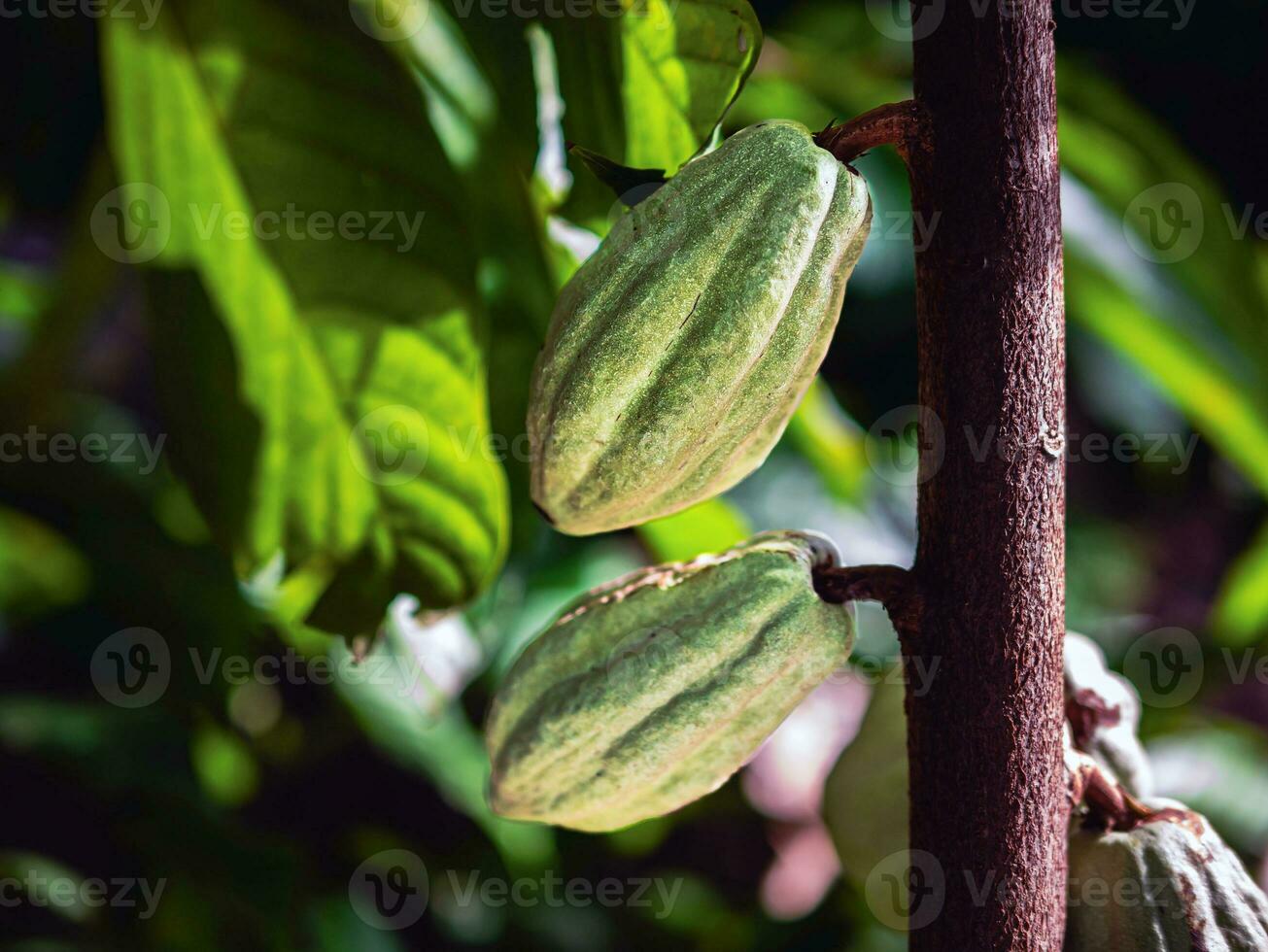 verde cacao vainas crecer en arboles el cacao árbol teobroma cacao con frutas, crudo cacao cacao árbol planta Fruta plantación foto