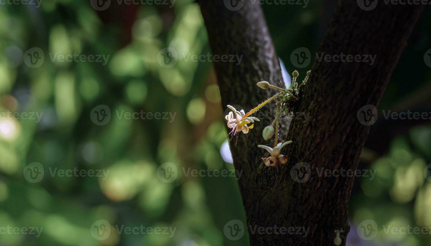 Cocoa flowers Theobroma cacao on growing tree trunk,Cacao flowers and fruits on cocoa tree  for the manufacture of chocolate photo