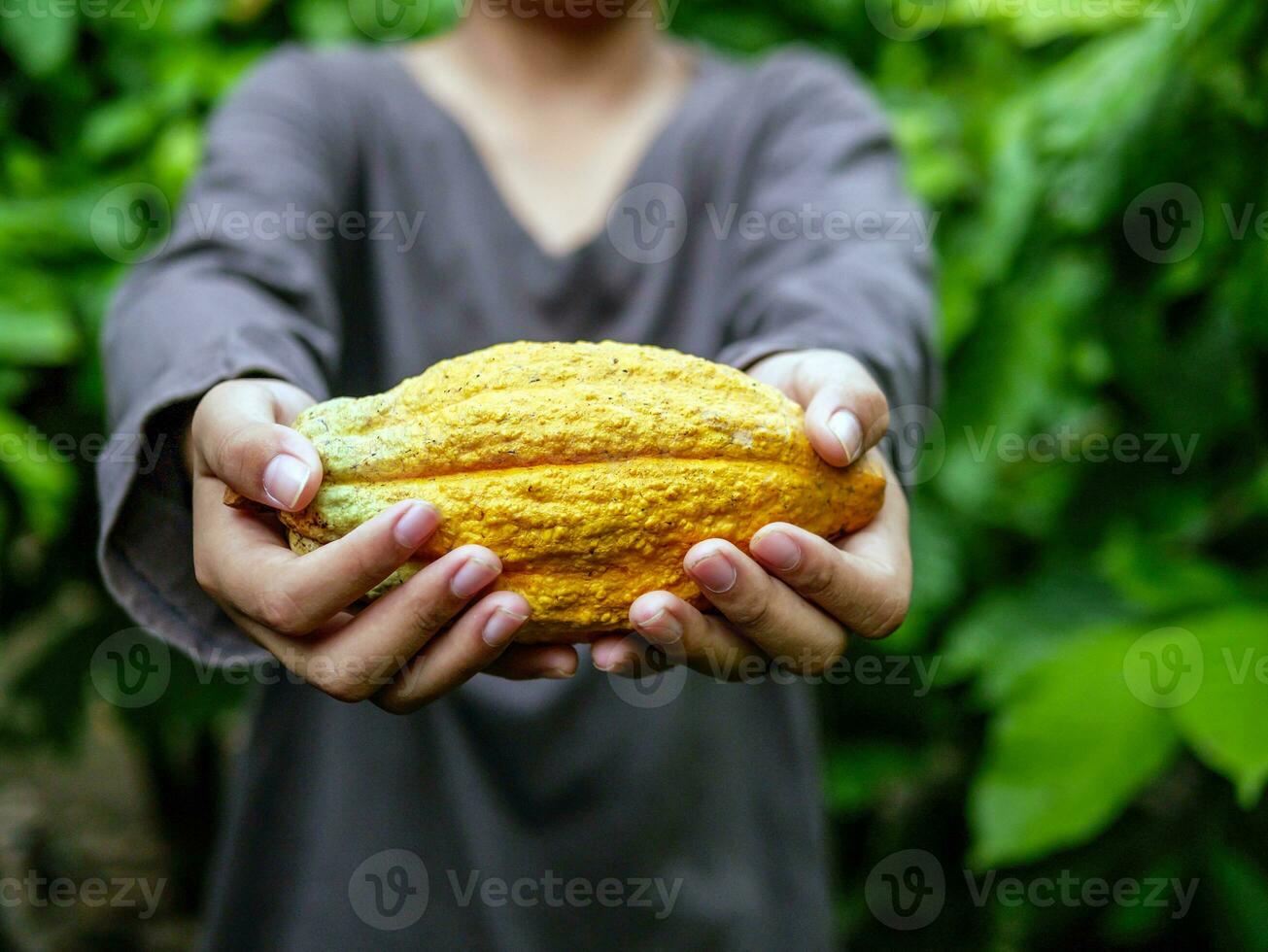 agriculture yellow ripe cacao pods in the hands of a boy farmer, harvested in a cocoa plantation photo