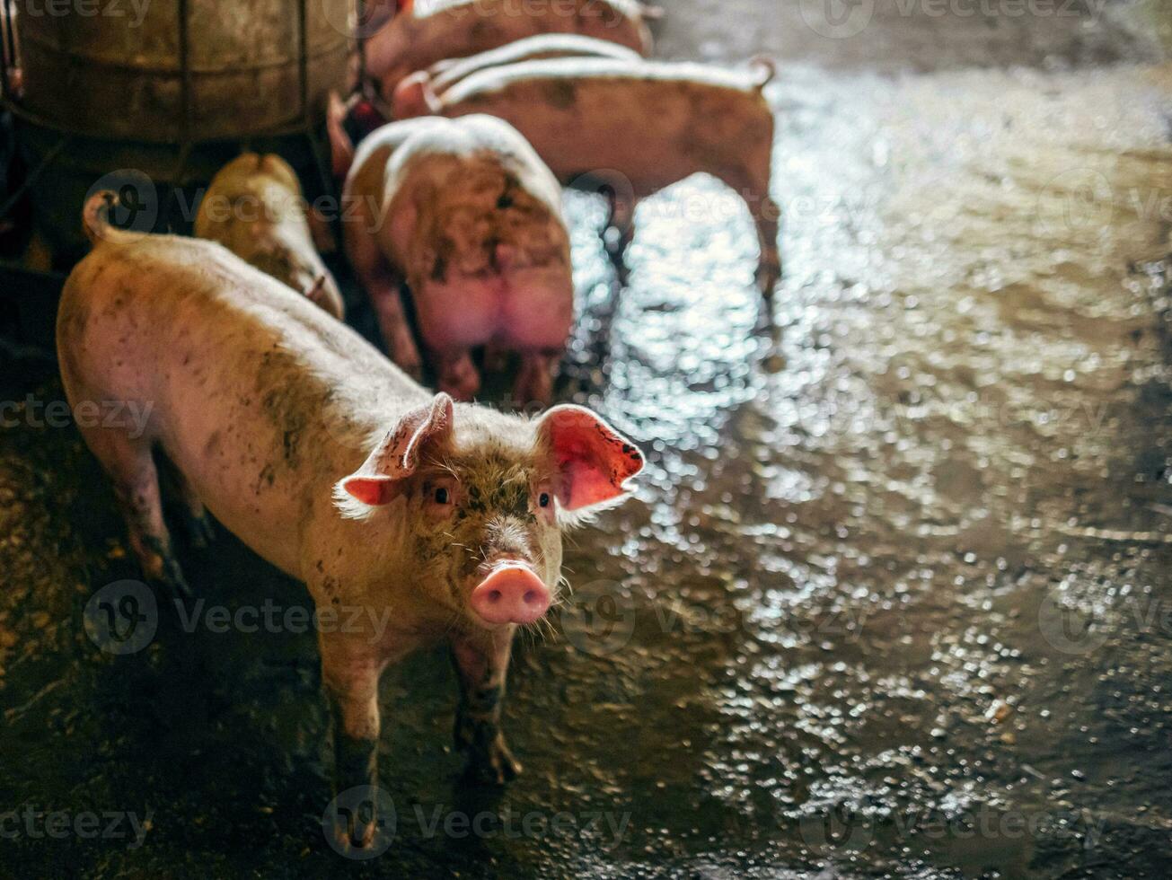 Breeder pig with dirty body, Close-up of Pig's body.Big pig on a farm in a pigsty, young big domestic pig at animal farm indoors photo