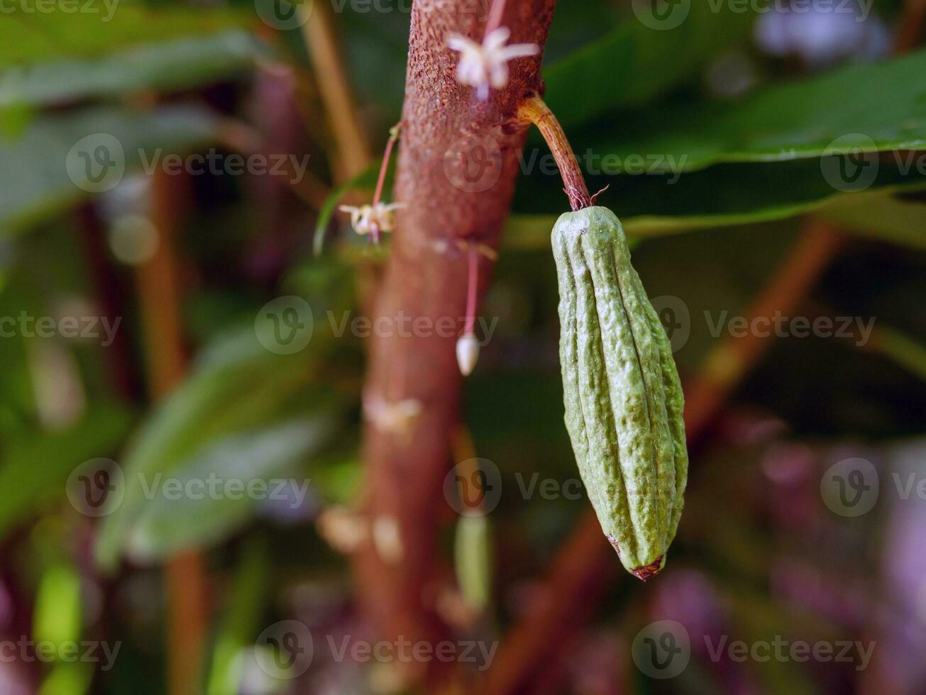 Green small Cocoa pods branch with young fruit and blooming cocoa flowers grow on trees. The cocoa tree Theobroma cacao  with fruits, Raw cacao tree plant fruit plantation photo