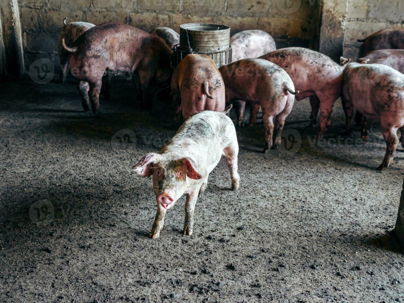 Breeder pig with dirty body, Close-up of Pig's body.Big pig on a farm in a pigsty, young big domestic pig at animal farm indoors photo