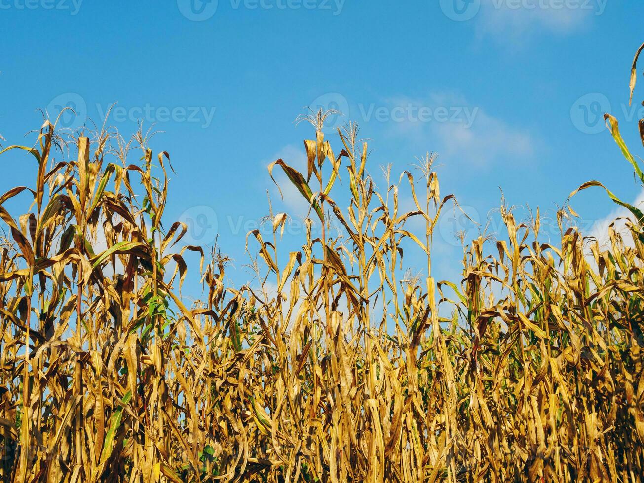 maíz campo durante cosecha y azul cielo seco maíz campos Listo para cosecha foto