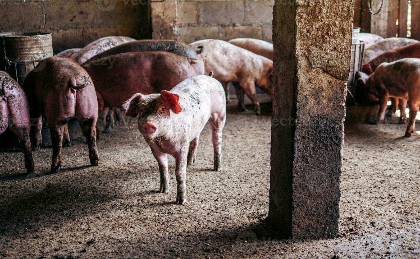 Breeder pig with dirty body, Close-up of Pig's body.Big pig on a farm in a pigsty, young big domestic pig at animal farm indoors photo