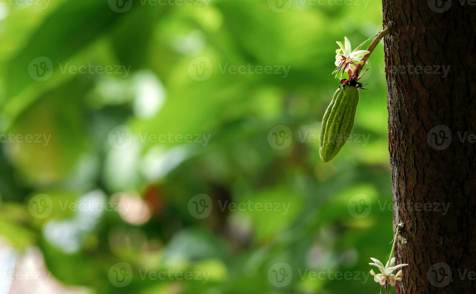 Green small Cocoa pods branch with young fruit and blooming cocoa flowers grow on trees. The cocoa tree Theobroma cacao  with fruits, Raw cacao tree plant fruit plantation photo