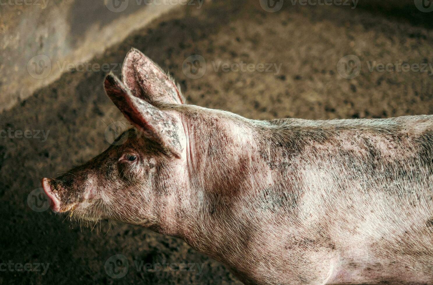 Breeder pig with dirty body, Close-up of Pig's body.Big pig on a farm in a pigsty, young big domestic pig at animal farm indoors photo