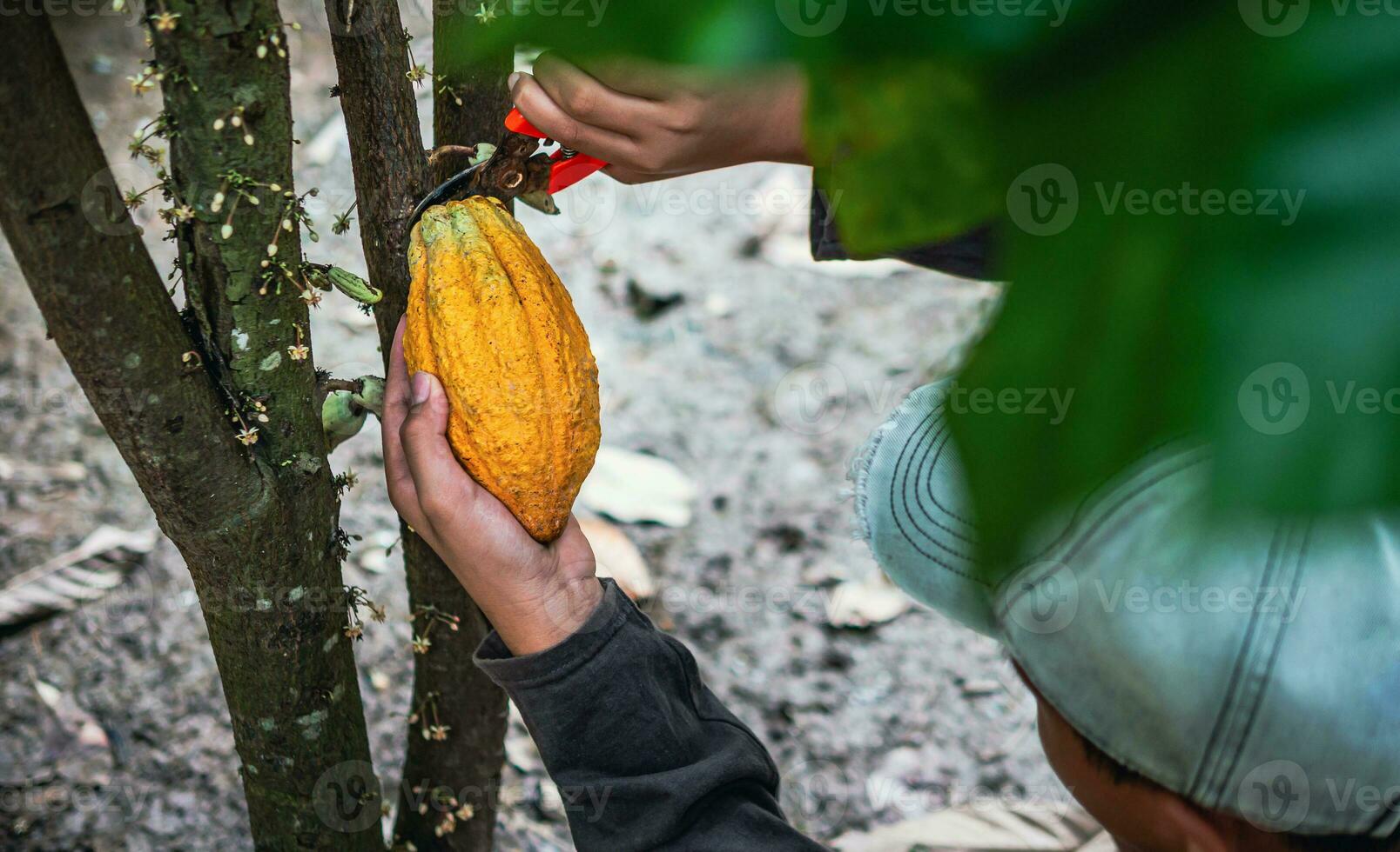 Cocoa farmer use pruning shears to cut the cocoa pods or fruit ripe yellow cacao from the cacao tree. Harvest the agricultural cocoa business produces. photo