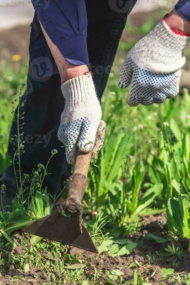 old man uproots hoe weeds in his garden photo