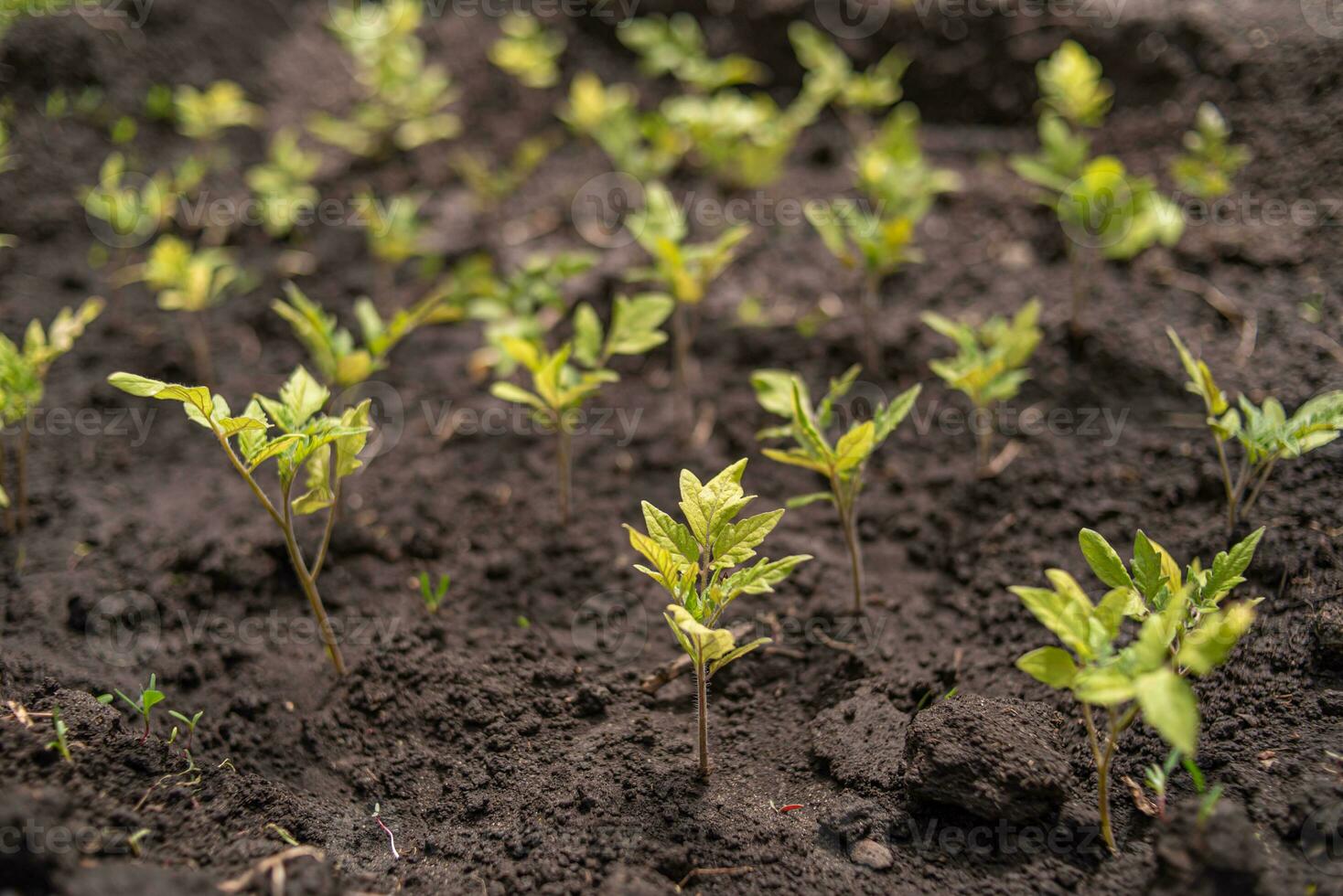 un lote de pequeño tomate plántulas crecer desde el suelo en primavera foto