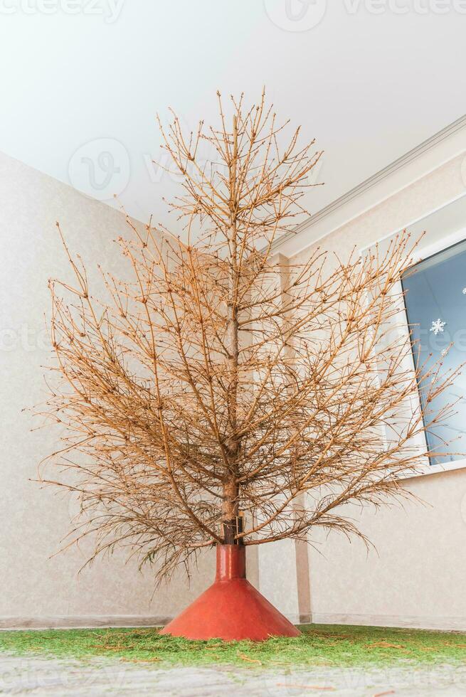 in the room there is a fir tree from which all the needles crumbled photo