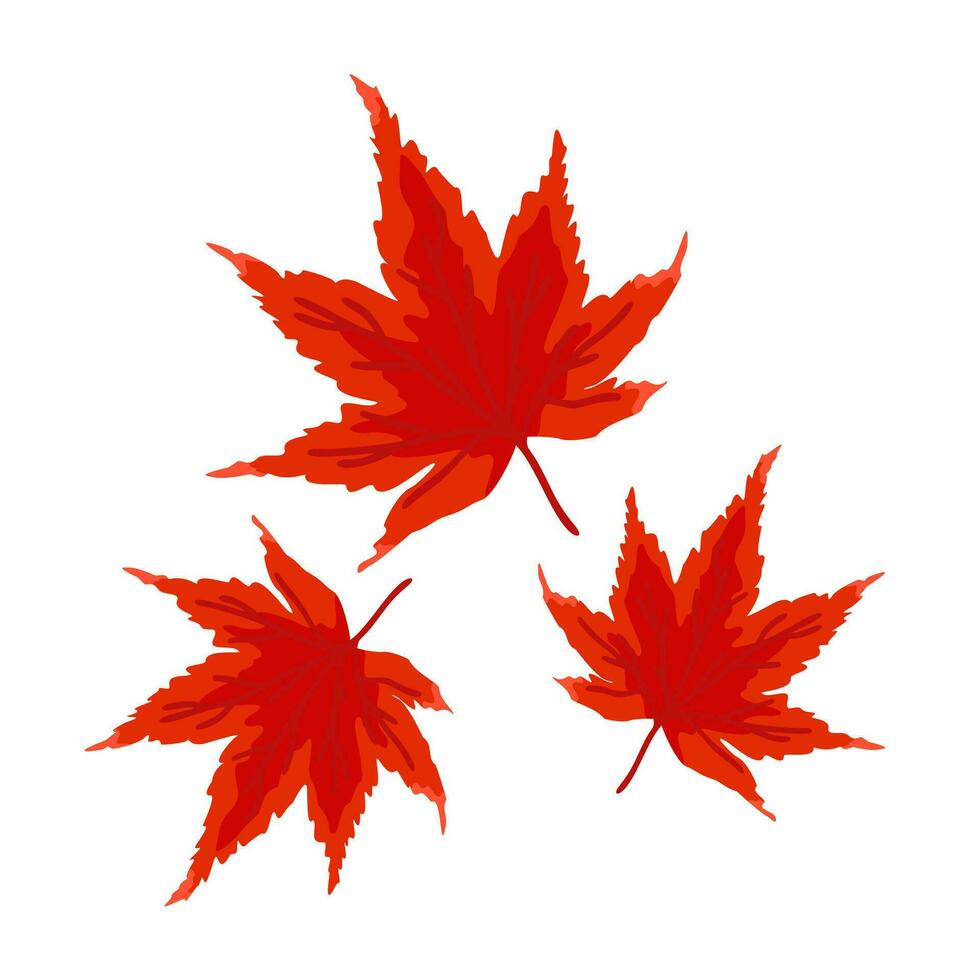 Red japanese maple. Vector isolated illustration