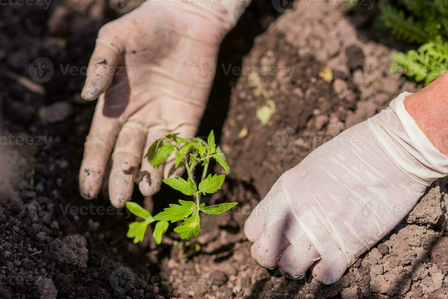 elderly woman plants young seedlings of tomatoes on a bed photo