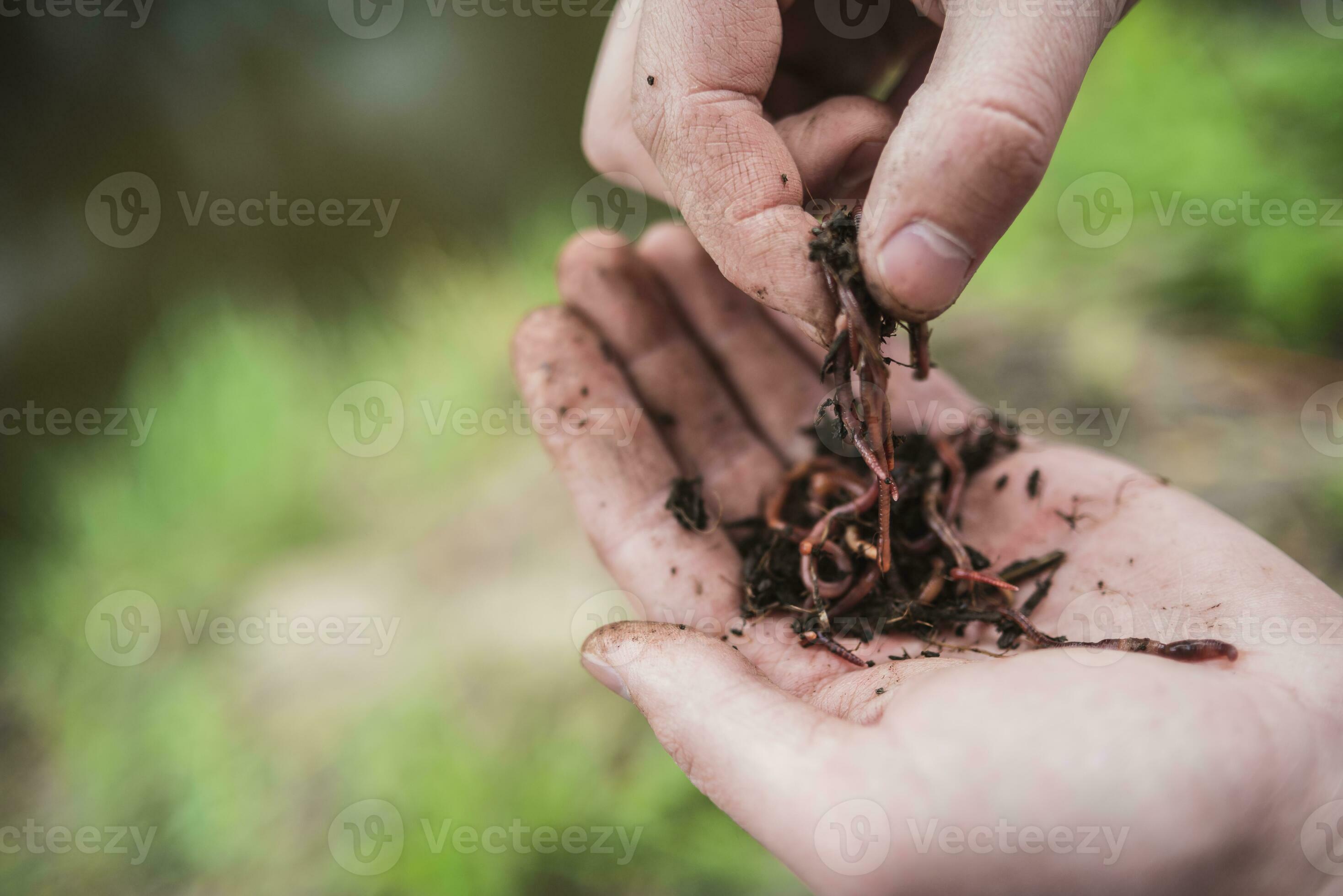 fisherman holds in his hand a lot of worms for fishing 35044479 Stock Photo  at Vecteezy