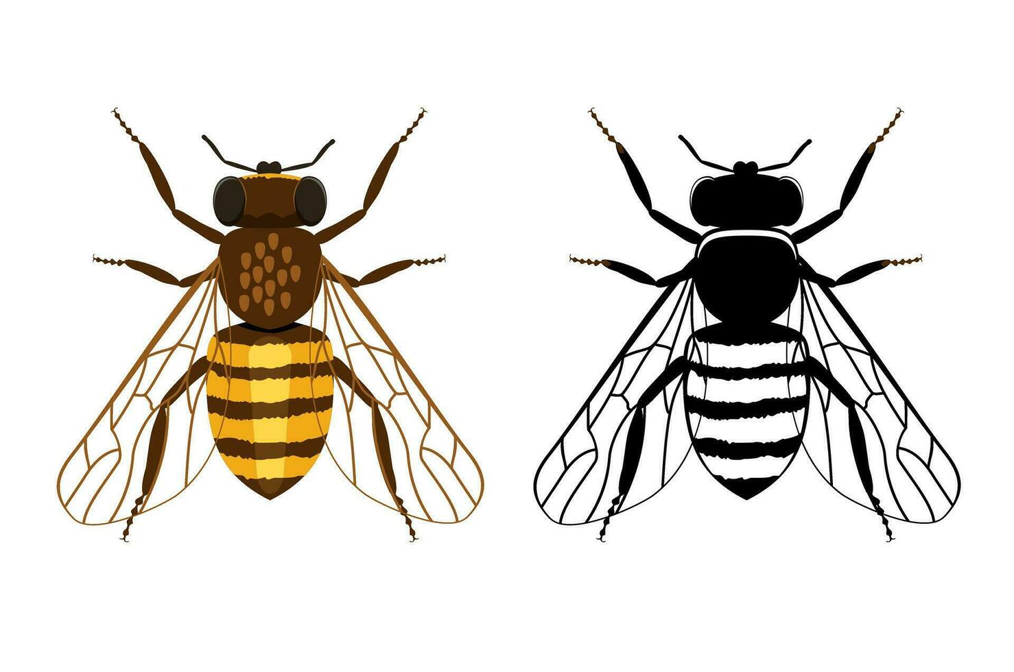 Colorful and black silhouette of bee. Illustration of flying insects. Cartoon flat vector