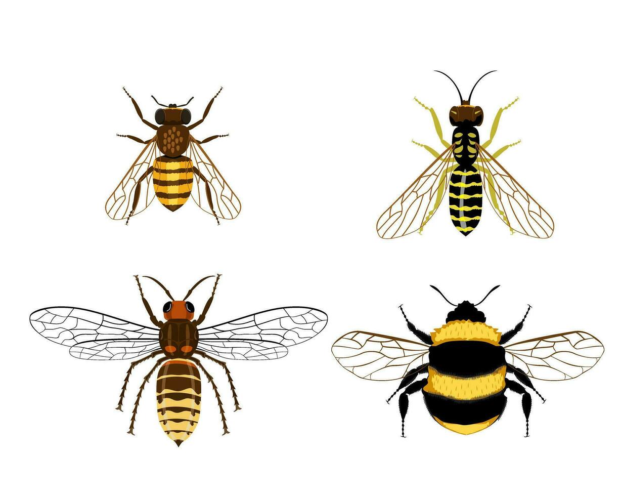 abeja, abejorro, avispa, avispón conjunto dibujo de insectos vector