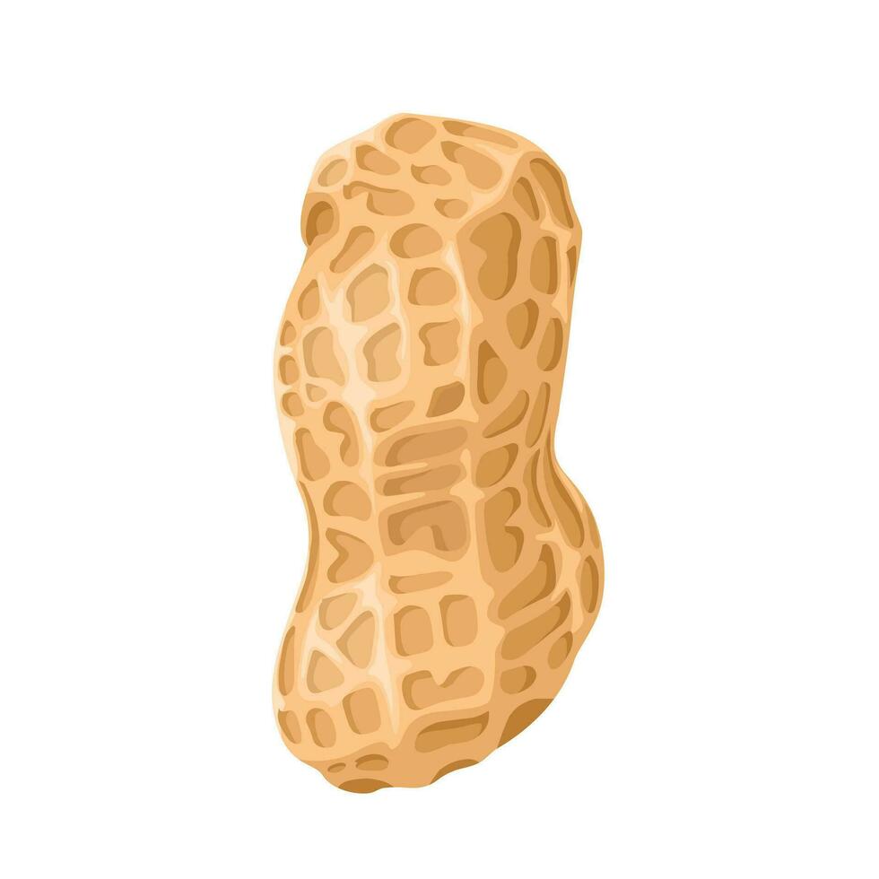 Peanut vector illustration, isolated on white background.