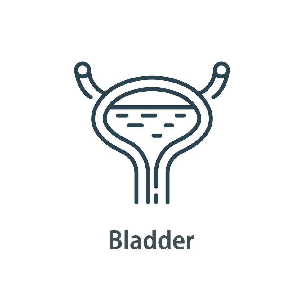 Human internal organ, bladder diagram,flat design icon vector illustration