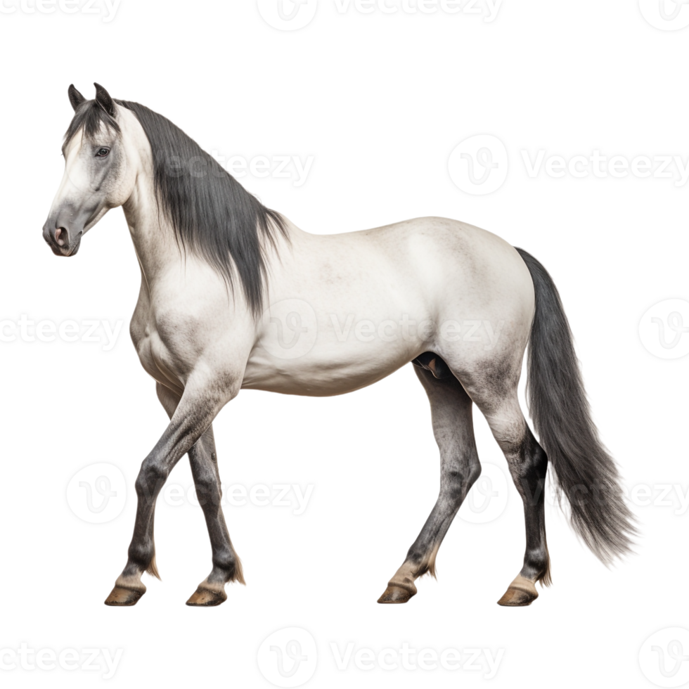 ai généré magnifique cheval sur transparent Contexte - ai généré png