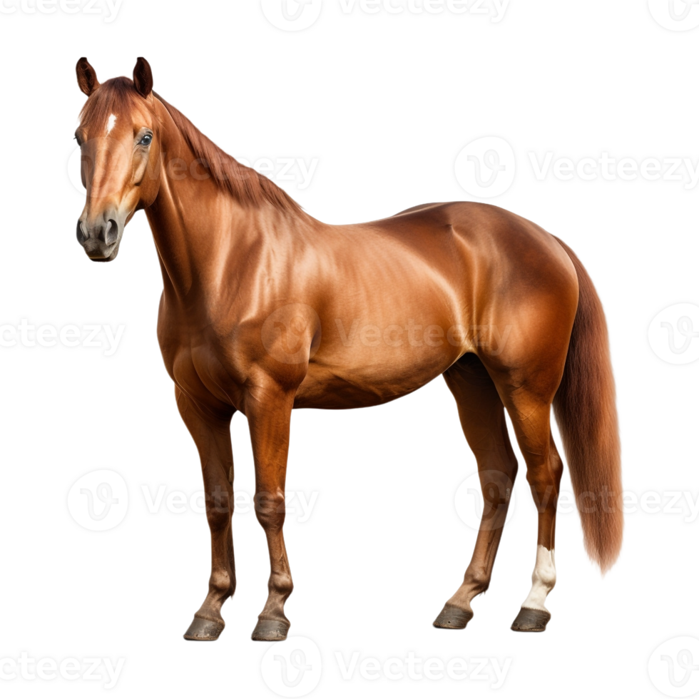 ai généré magnifique cheval sur transparent Contexte - ai généré png