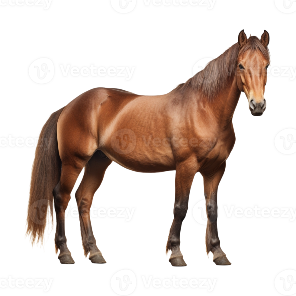 ai gegenereerd mooi paard Aan transparant achtergrond - ai gegenereerd png