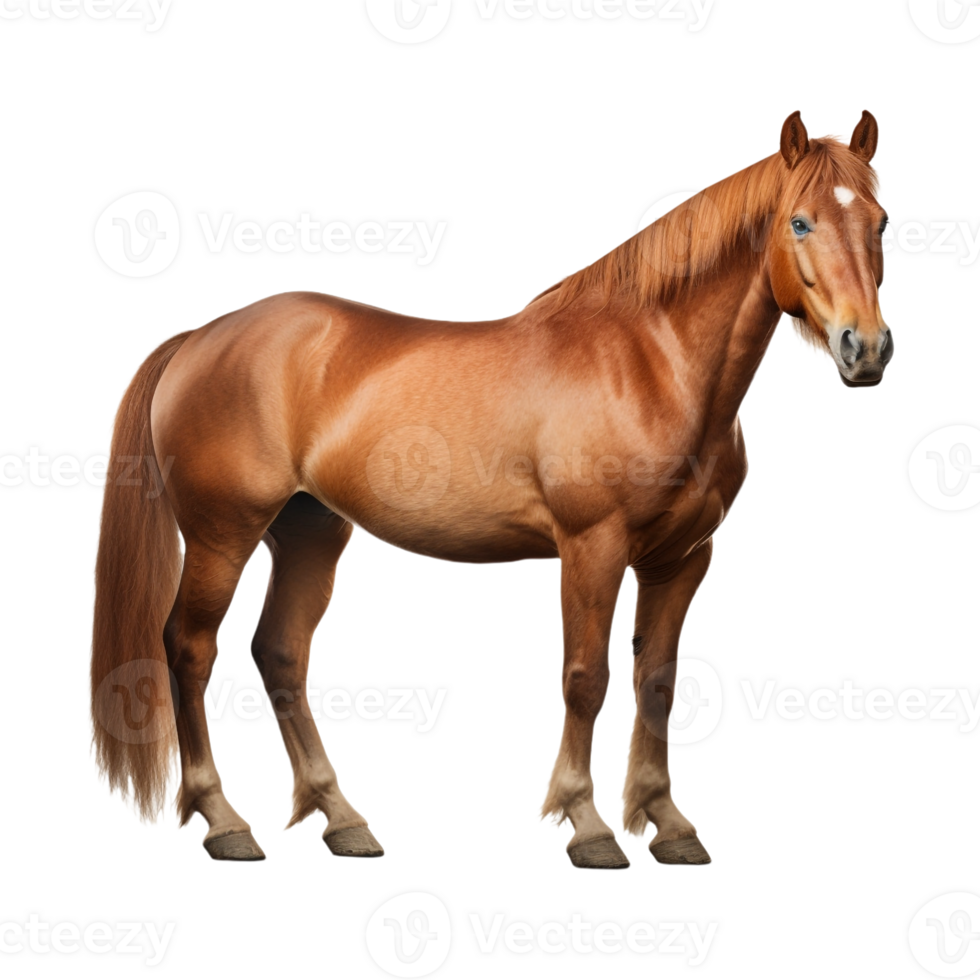 AI generated Beautiful Horse on Transparent Background - Ai Generated png