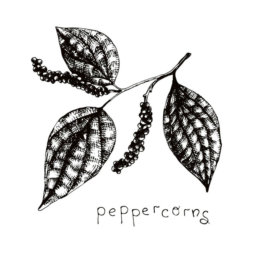 peppercorns. Hand drawn sketch cooking and aromatherapy ingredient. Spicy peppercorns branch in engraved style for mulled wine. vector