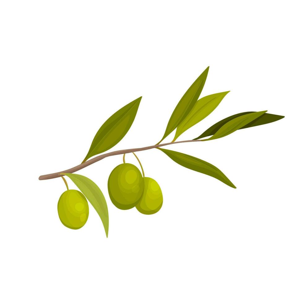 olive branch in cartoon style. Label for olive oil producers, packaging design for olives. Natural realistic green fruits. vector