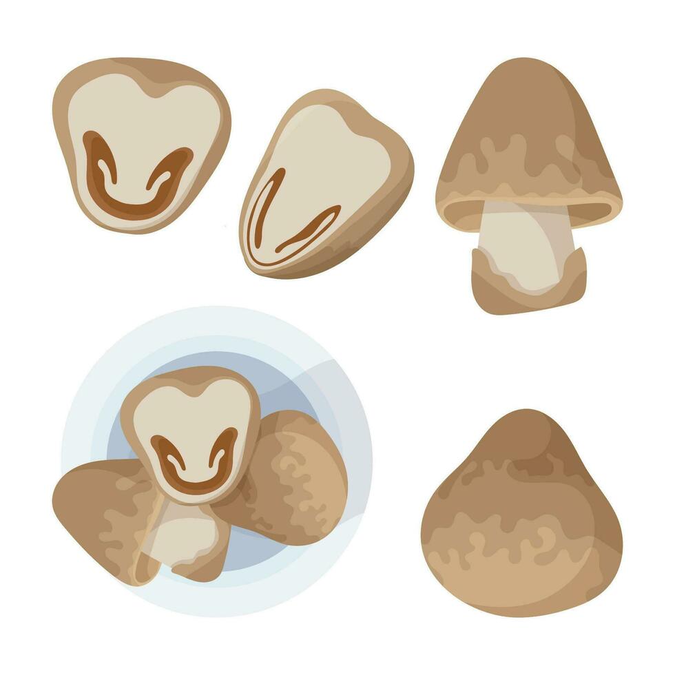 Straw mushrooms icons set. Simple icon of mushrooms for thai soup. vector