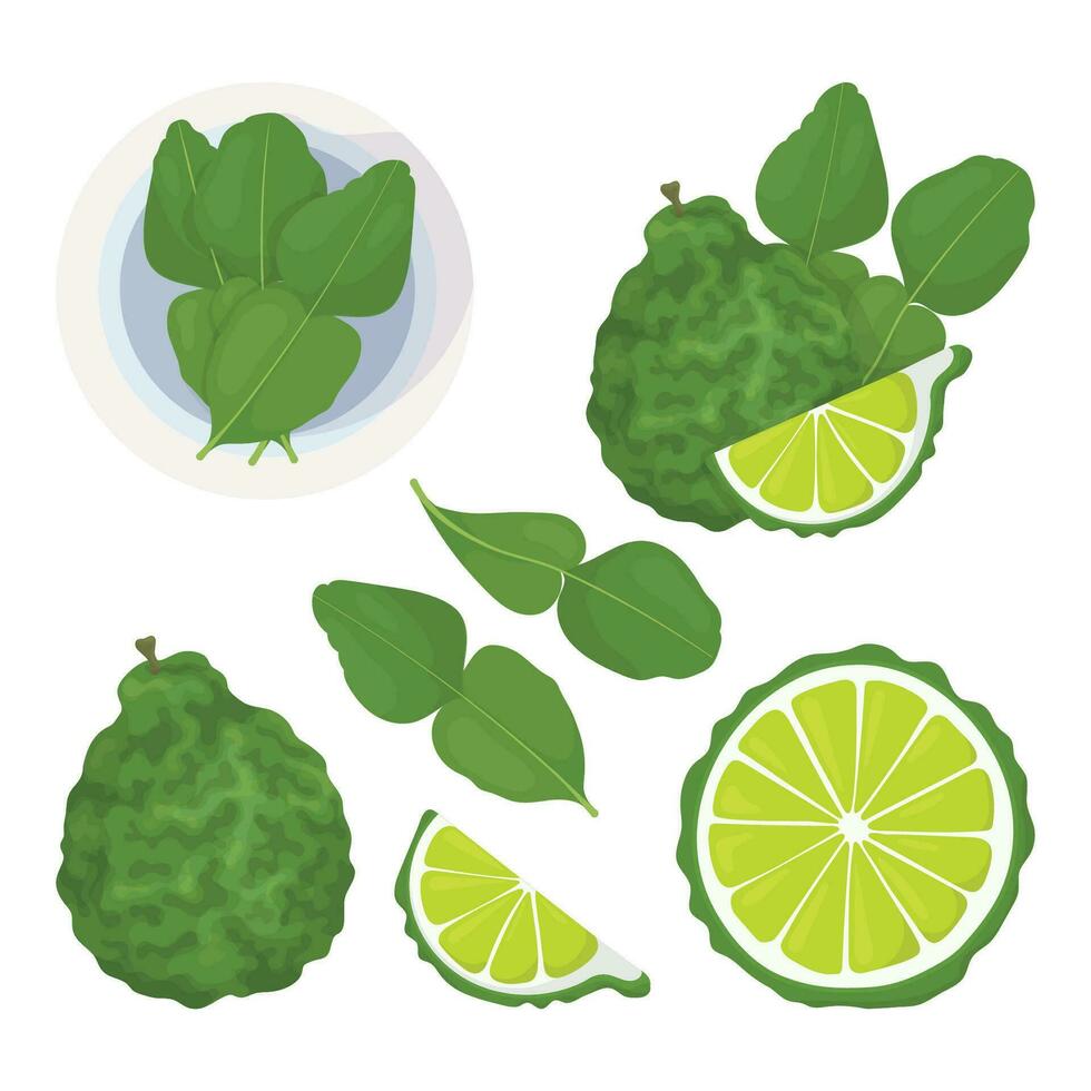 Bergamot and kaffir lime fruit, slice and leaves set. Kaffir lime icon. Asian cuisine or cosmetics and medicine vector