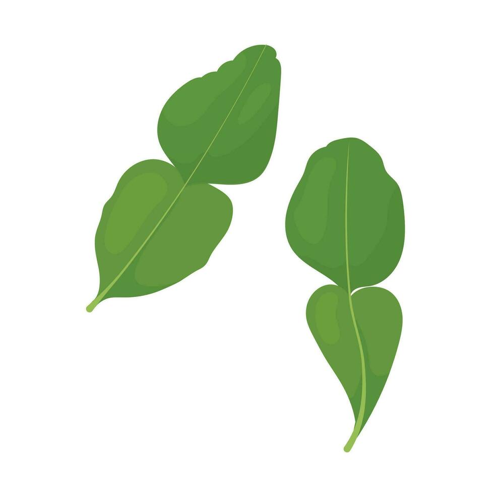 Two leaves of kaffir lime, seasoning for Asian cuisine. vector