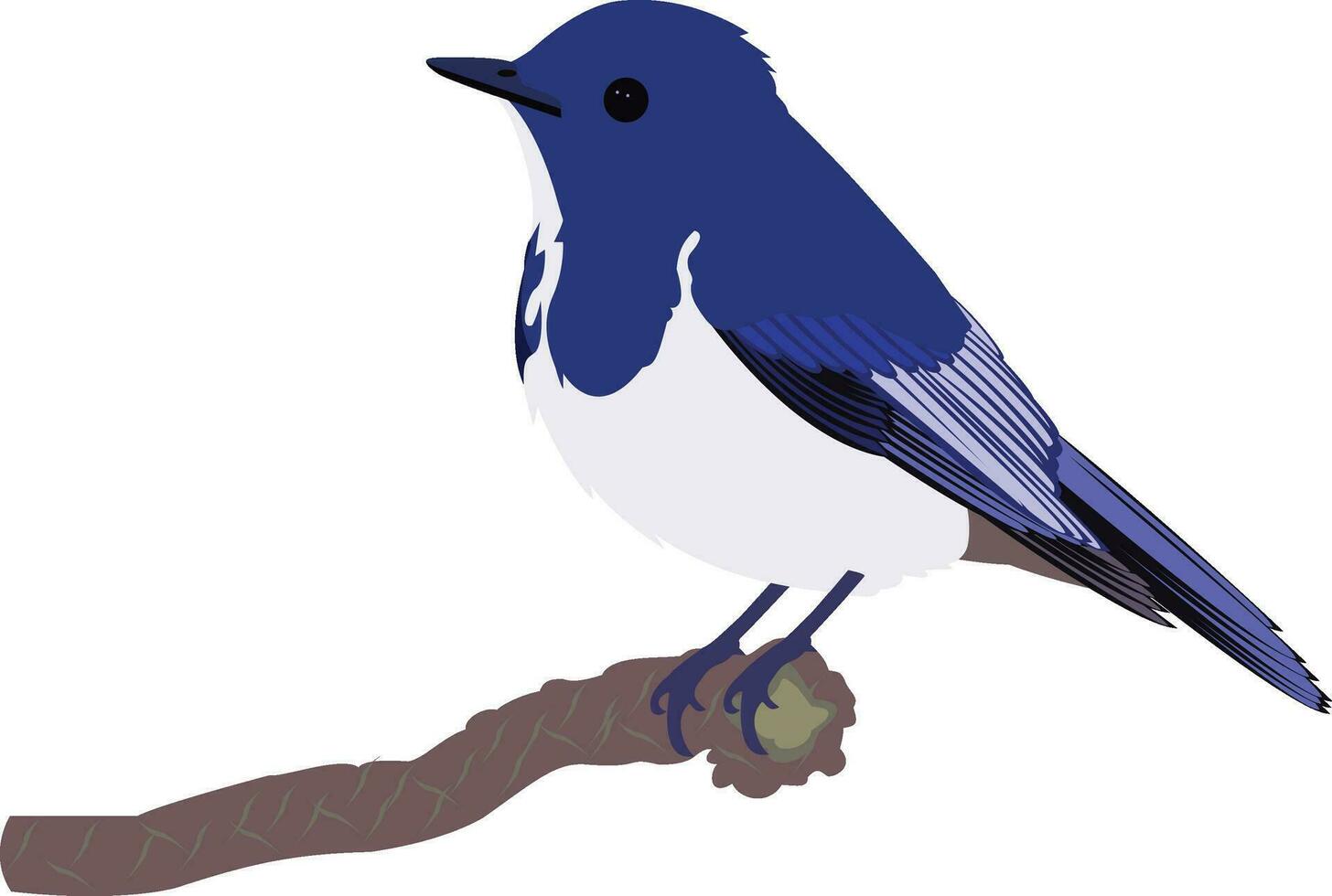 Beautiful magpie robin vector design
