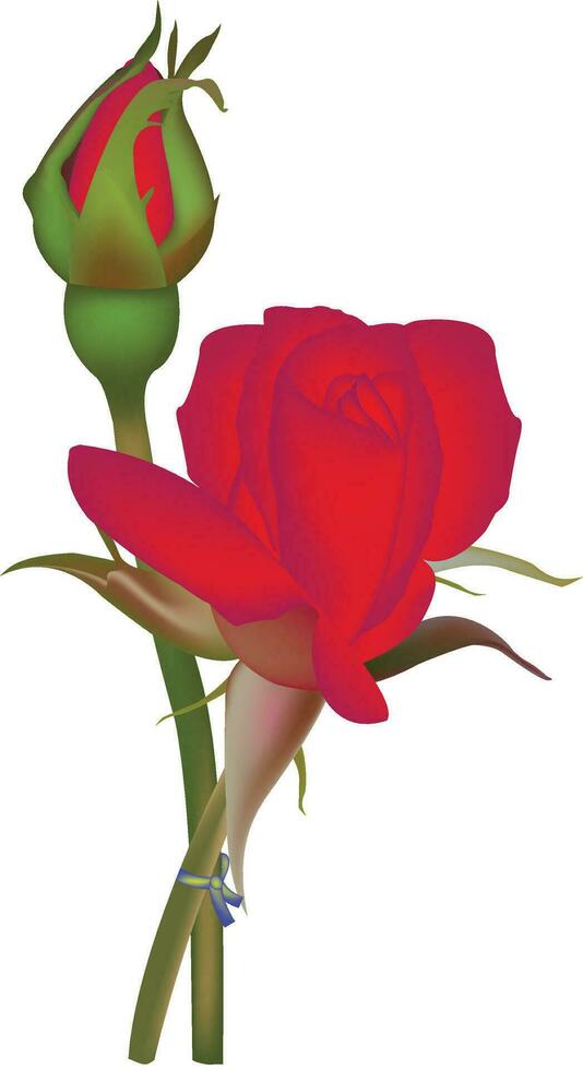 Beautiful red rose on white background vector