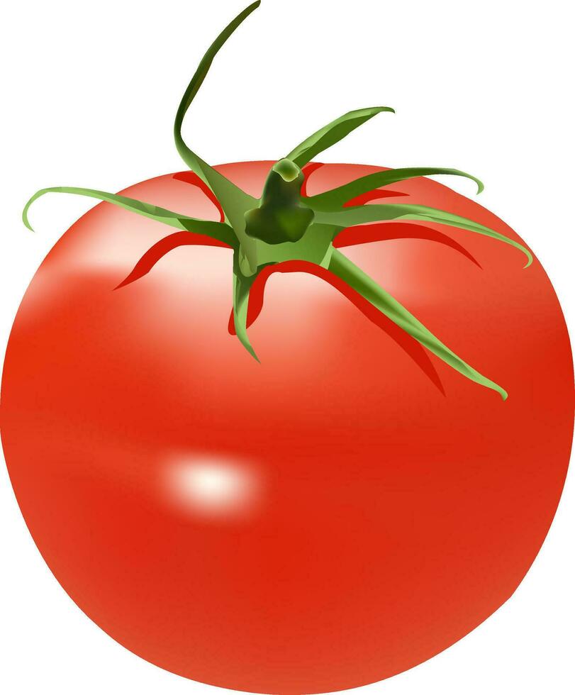 illustration of tomato vector design on a white background