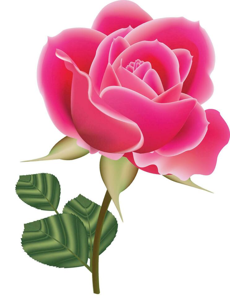 Pink rose Vector design