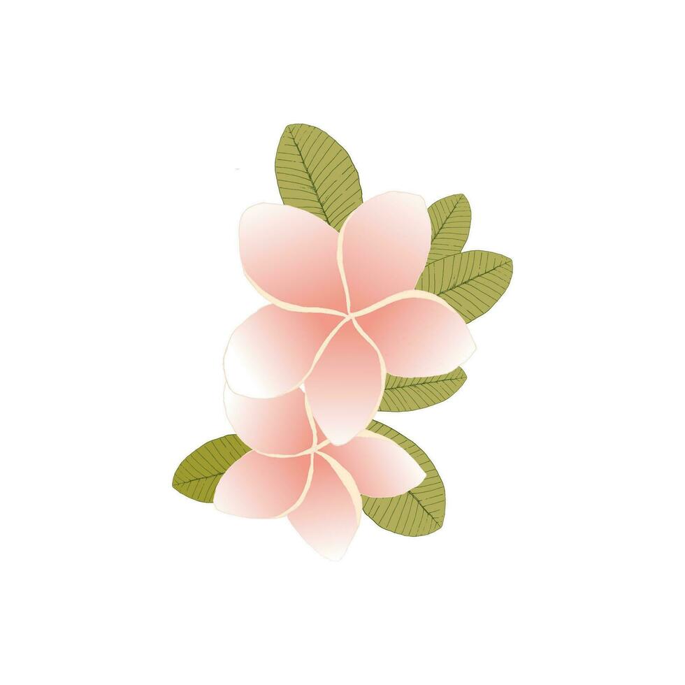 Plumeria flower in contour style isolated on white background. Exotic flower sketch for summer design. vector