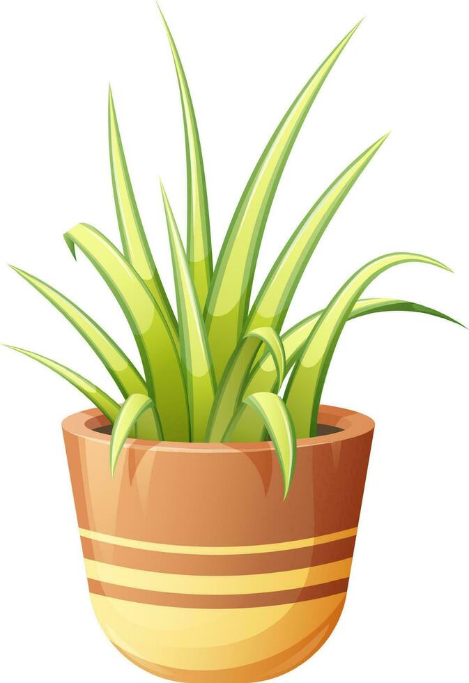 Spider plant, chlorophytum, indoor green plant in flower pot on transparent background. Vector illustration in cartoon style