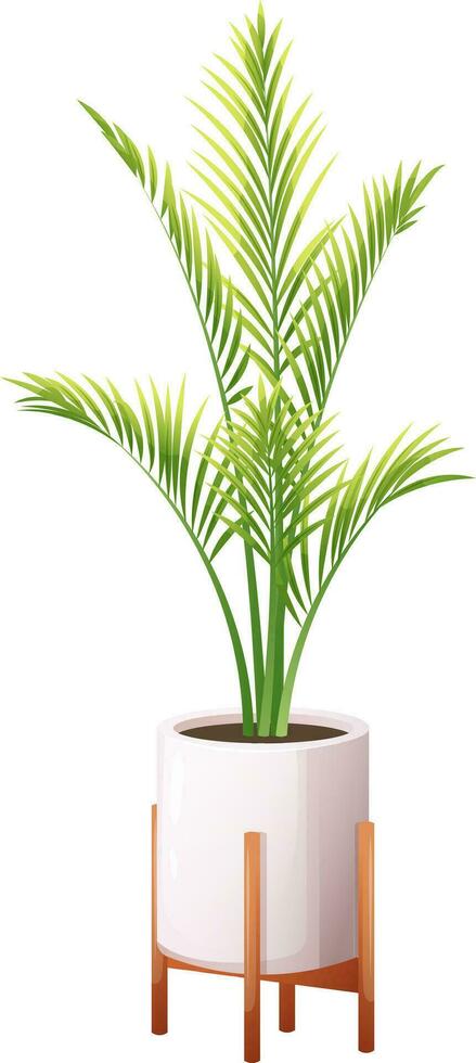 Indoor palm, majesty palm in modern white pot on wooden legs. Vector illustration in cartoon style on transparent background