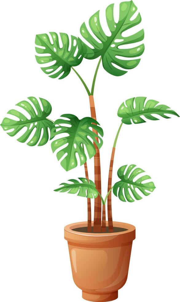 Indoor green plant, monstera in flower pot on transparent background. Vector illustration in cartoon style