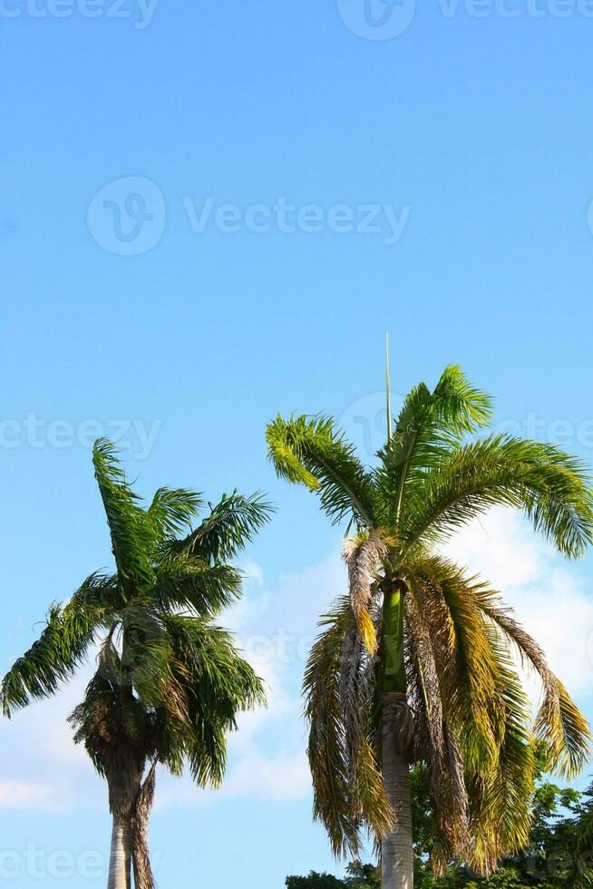 Tropical Palm Tree Against Blue Sky photo