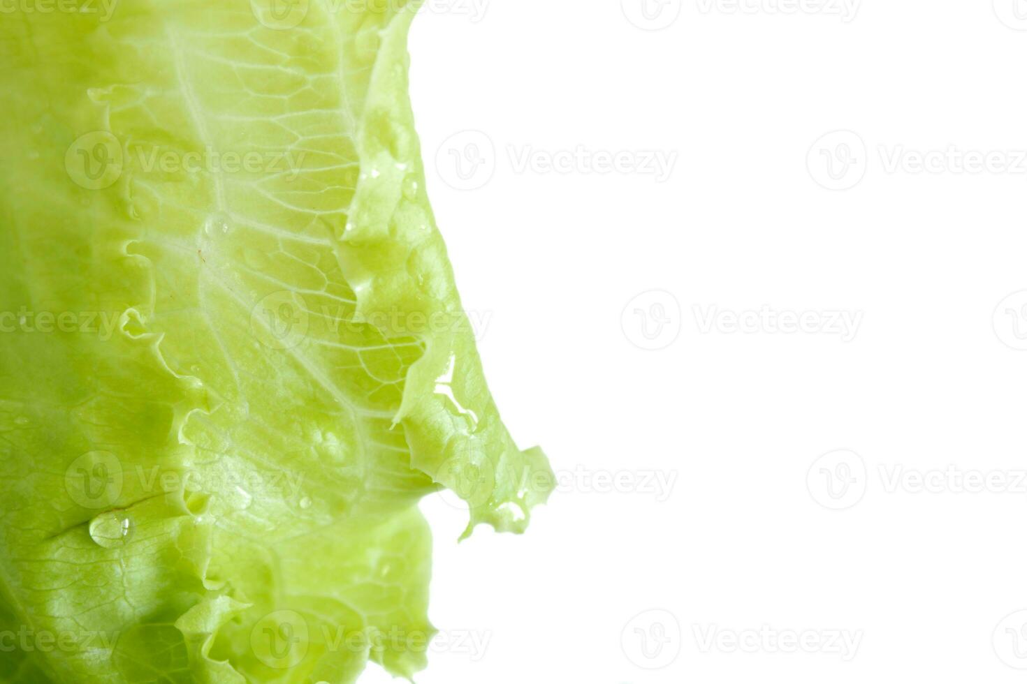 Green Lettuce Salad on White Background photo