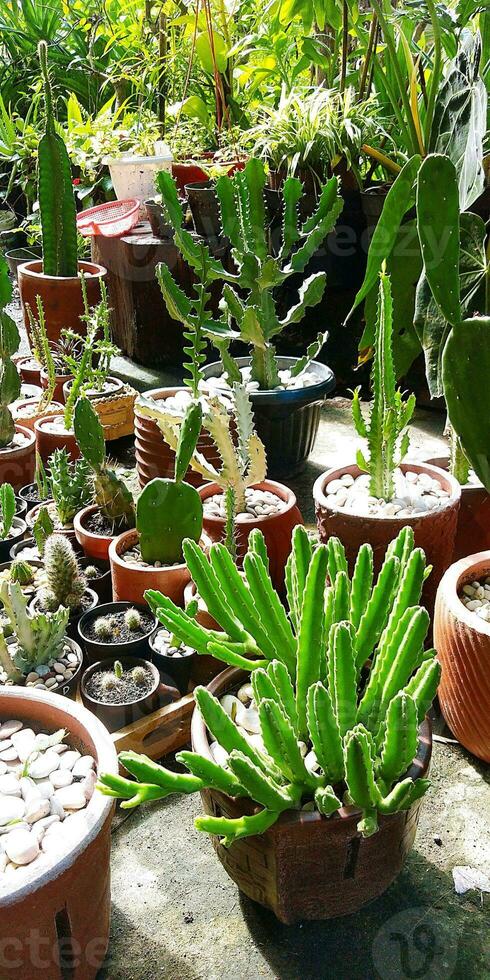 Cactus and Succulent Garden photo