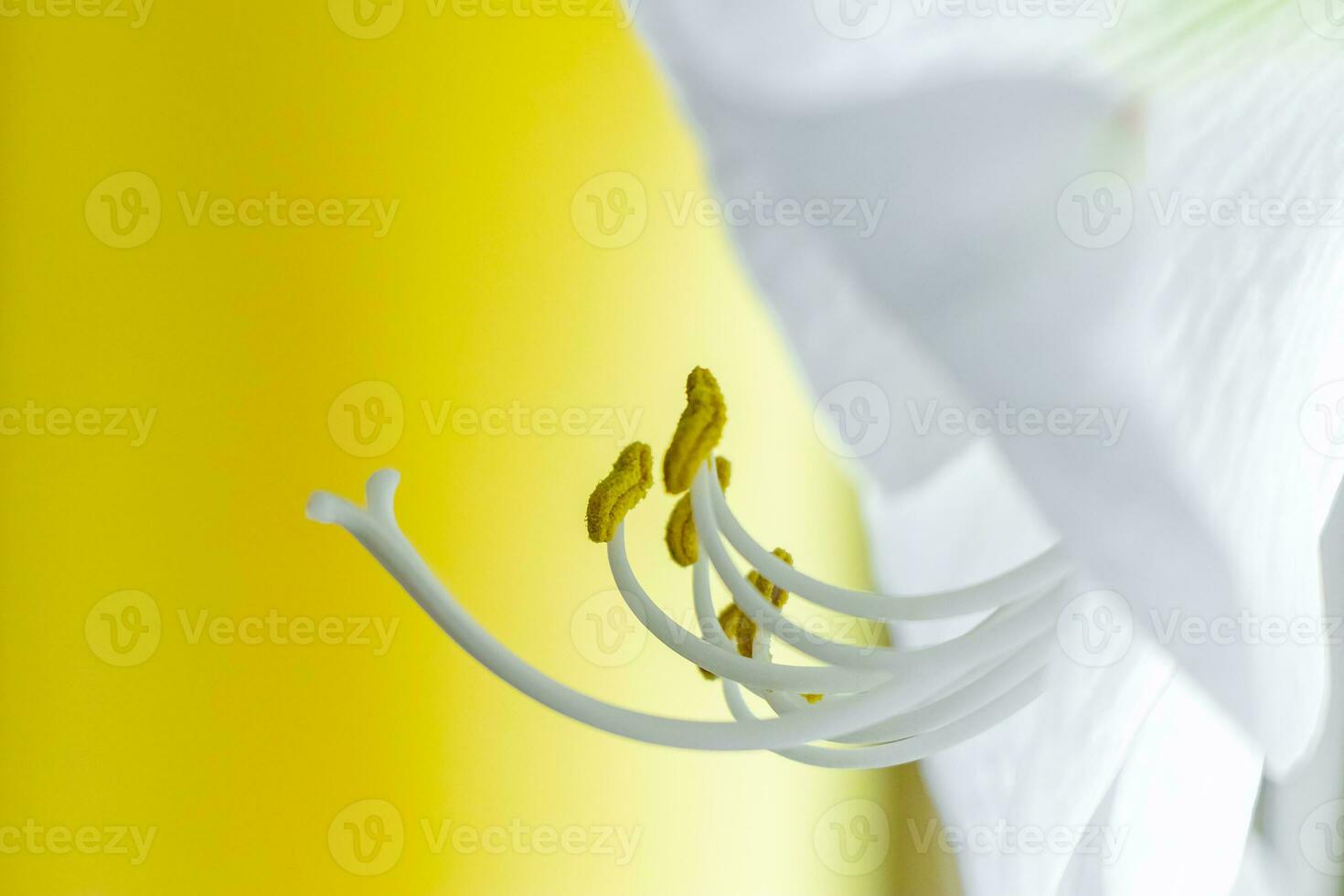 Delicate white hippeastrum flower on yellow background. Stamens and pistil. photo