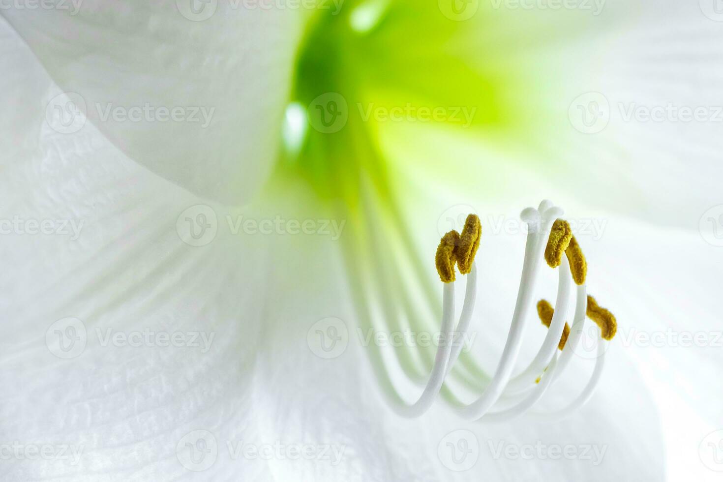 Delicate white hippeastrum flower. Stamens and pistil close-up. Natural background. photo