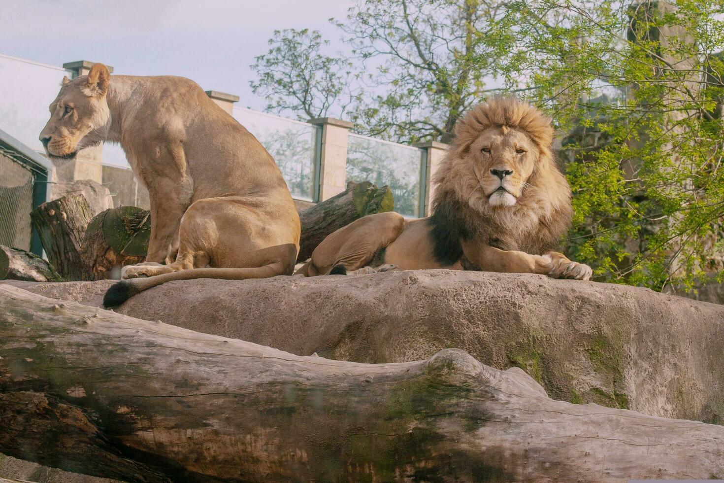 The king of the forest, the lion, sits down hoping for 2 hunts photo
