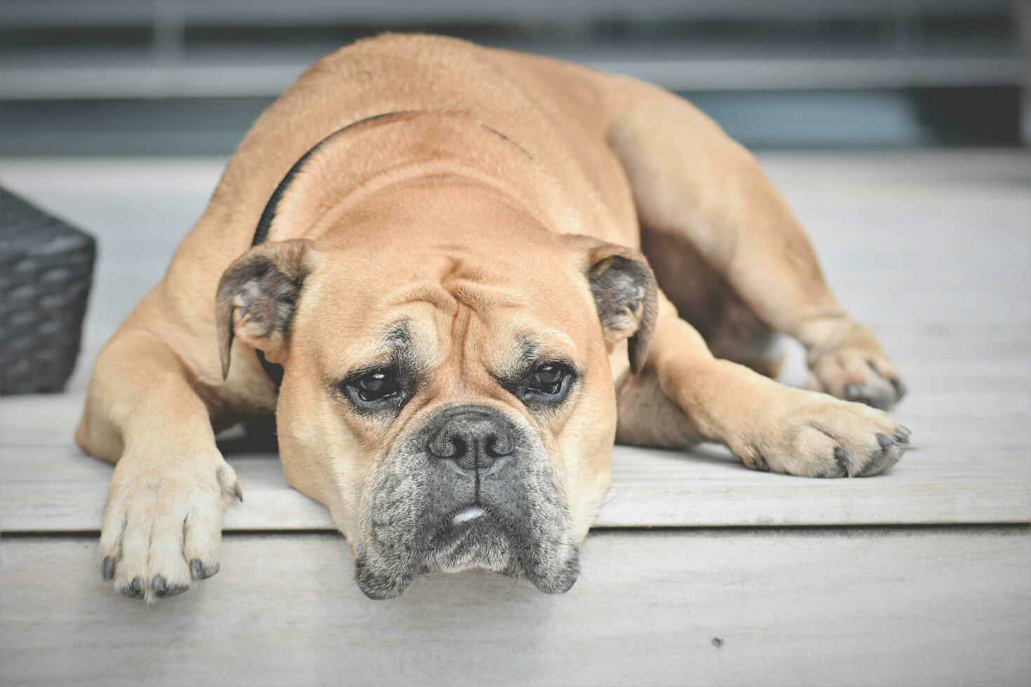 The dog will be sold the dog looks very nice photo
