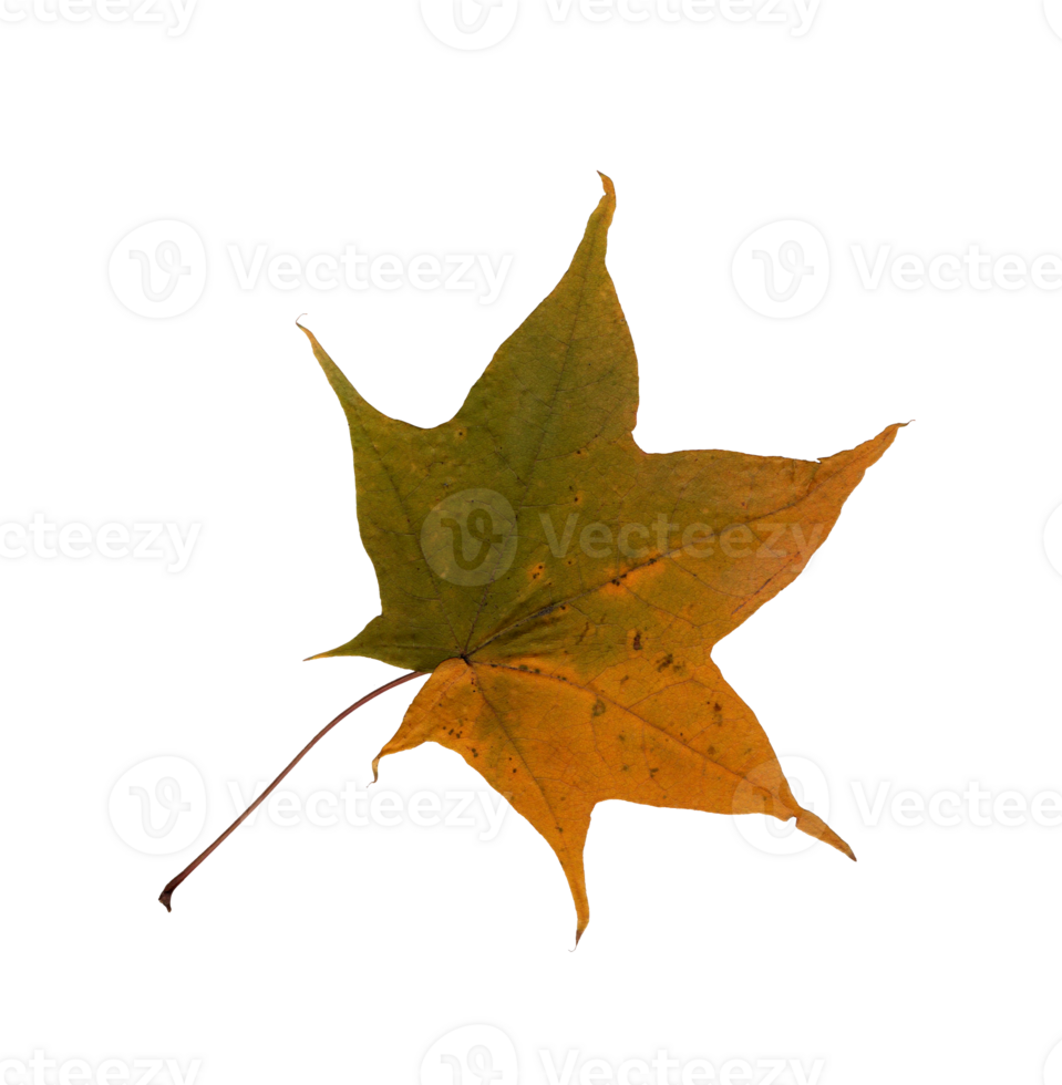 Autumn green-yellow maple leaf, herbarium. Close-up shot. Autumn seasonal decor. Falling leaves banner template. Bright leaf of a forest tree. Flat lay of orange and green foliage. Isolated png
