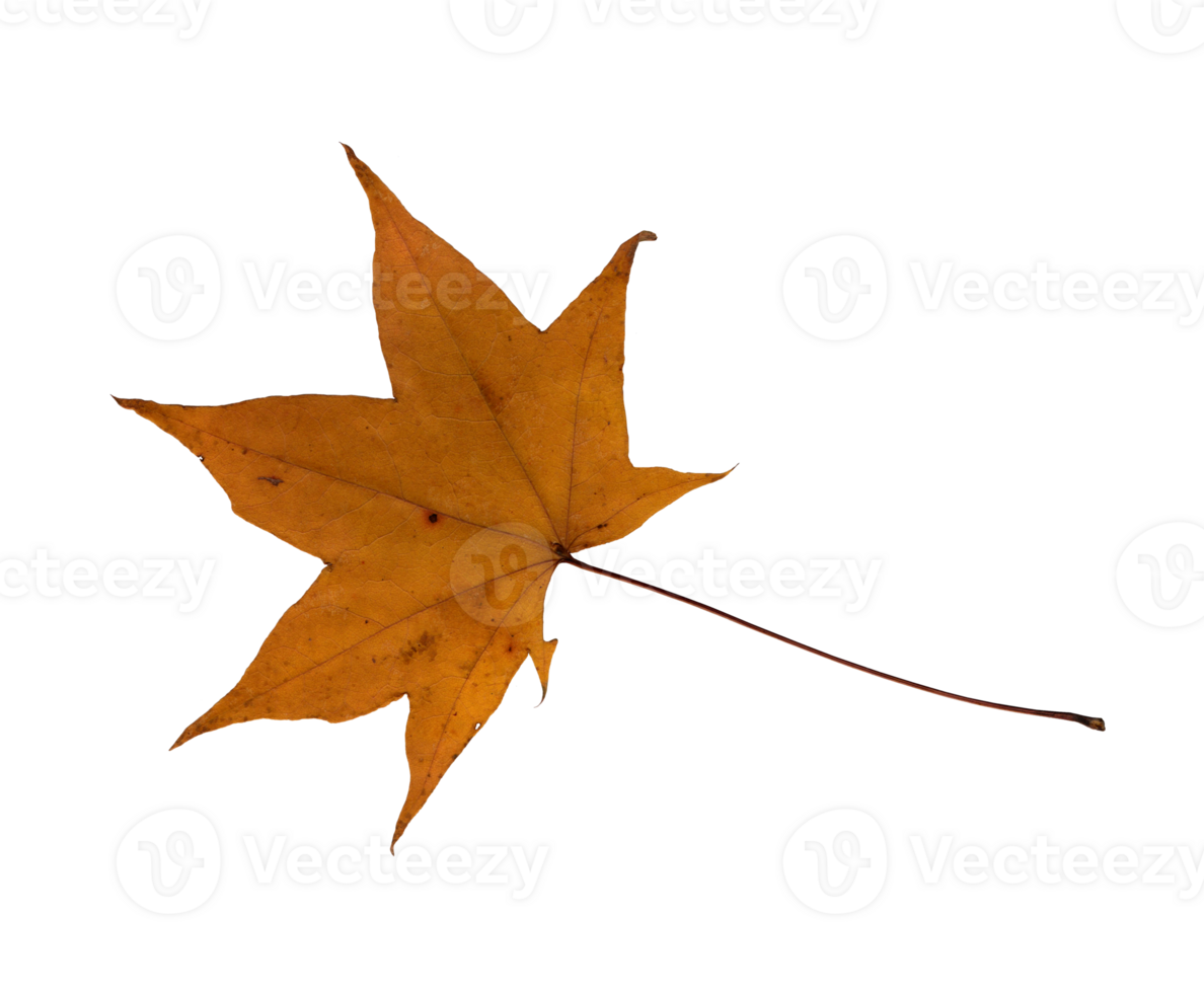 Autumn golden maple leaf, herbarium. Close-up shot. Autumn seasonal decor. Falling leaves banner template. Bright leaf of a forest tree. Flat lay of orange and green foliage. Isolated png