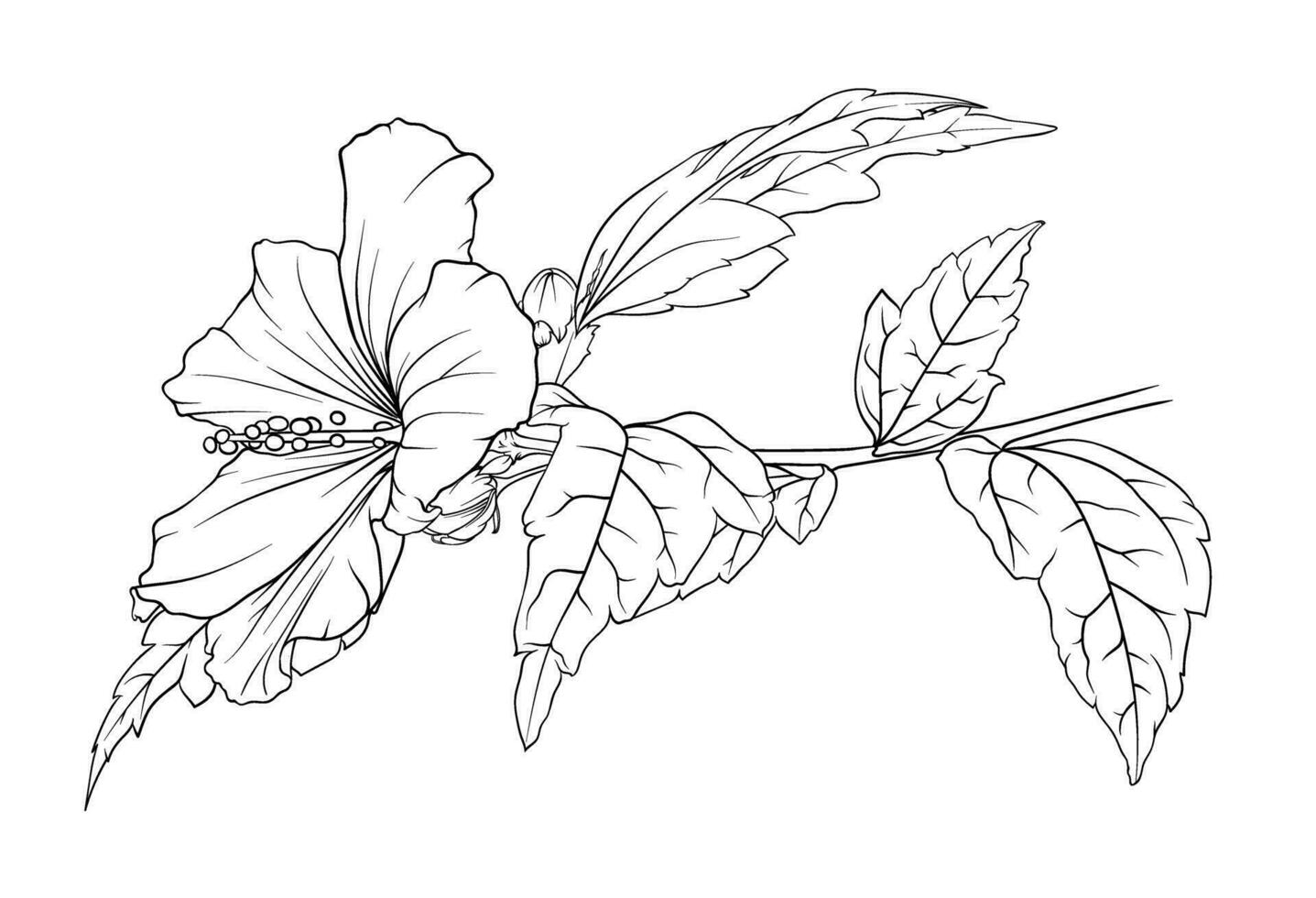Vector monochrome hibiscus branch on a transparent background. botanical hand drawn illustration of flowers, leaves and buds.